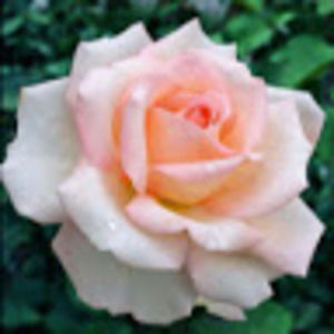 Meet your Posher, Shelby